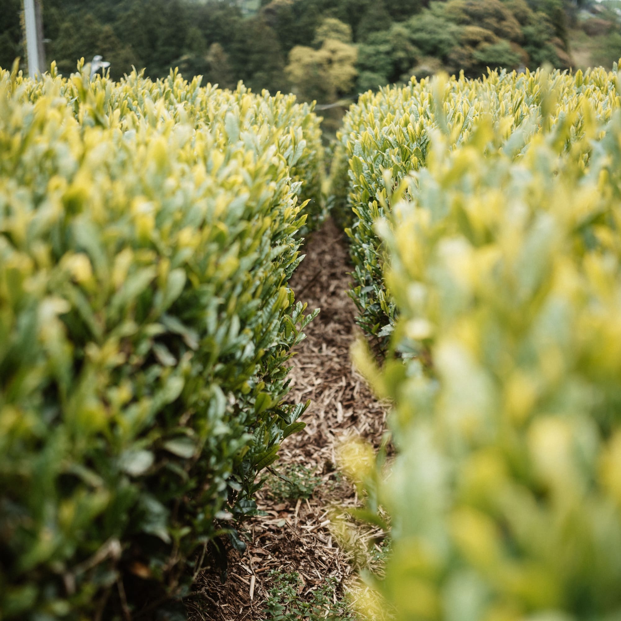 Reihen von frischen, grünen Teepflanzen mit jungen gelbgrünen Blättern auf natürlichem Boden.