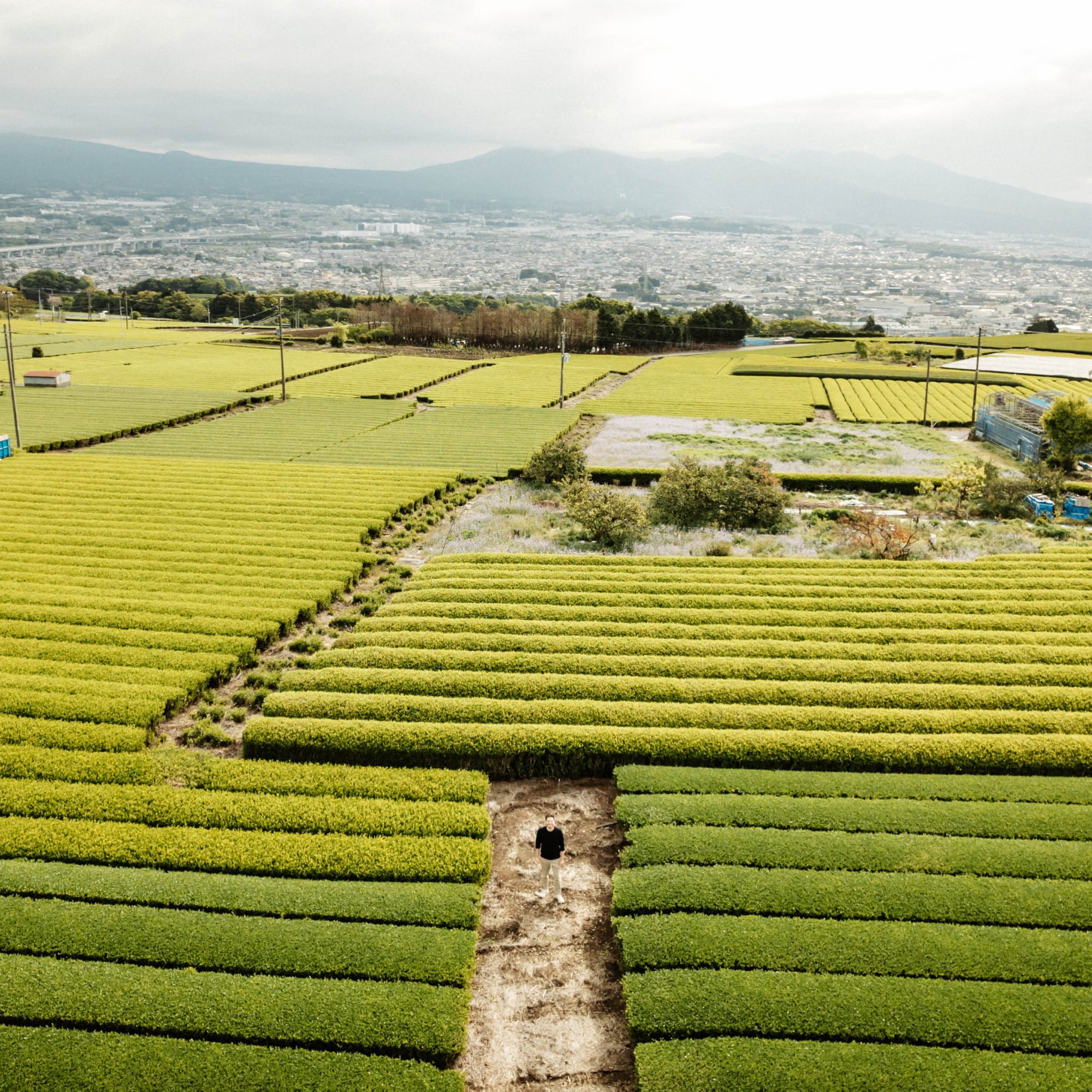 Person auf schmalem Weg zwischen grünen Teebüschen, im Hintergrund Stadt und bewölkte Berglandschaft.