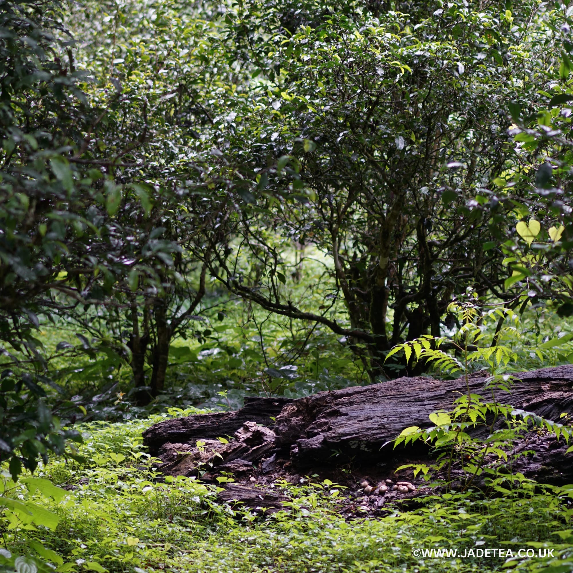 Dichter Teegarten mit Teepflanzen und moosbewachsenem Baumstamm im Vordergrund.