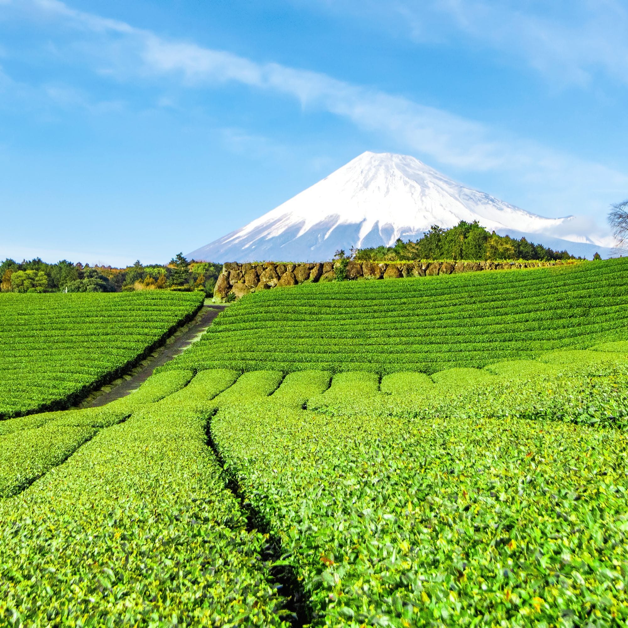 Vibrante grüne Teefelder mit Pfad, Bäumen und schneebedecktem Mount Fuji unter klarem Himmel.