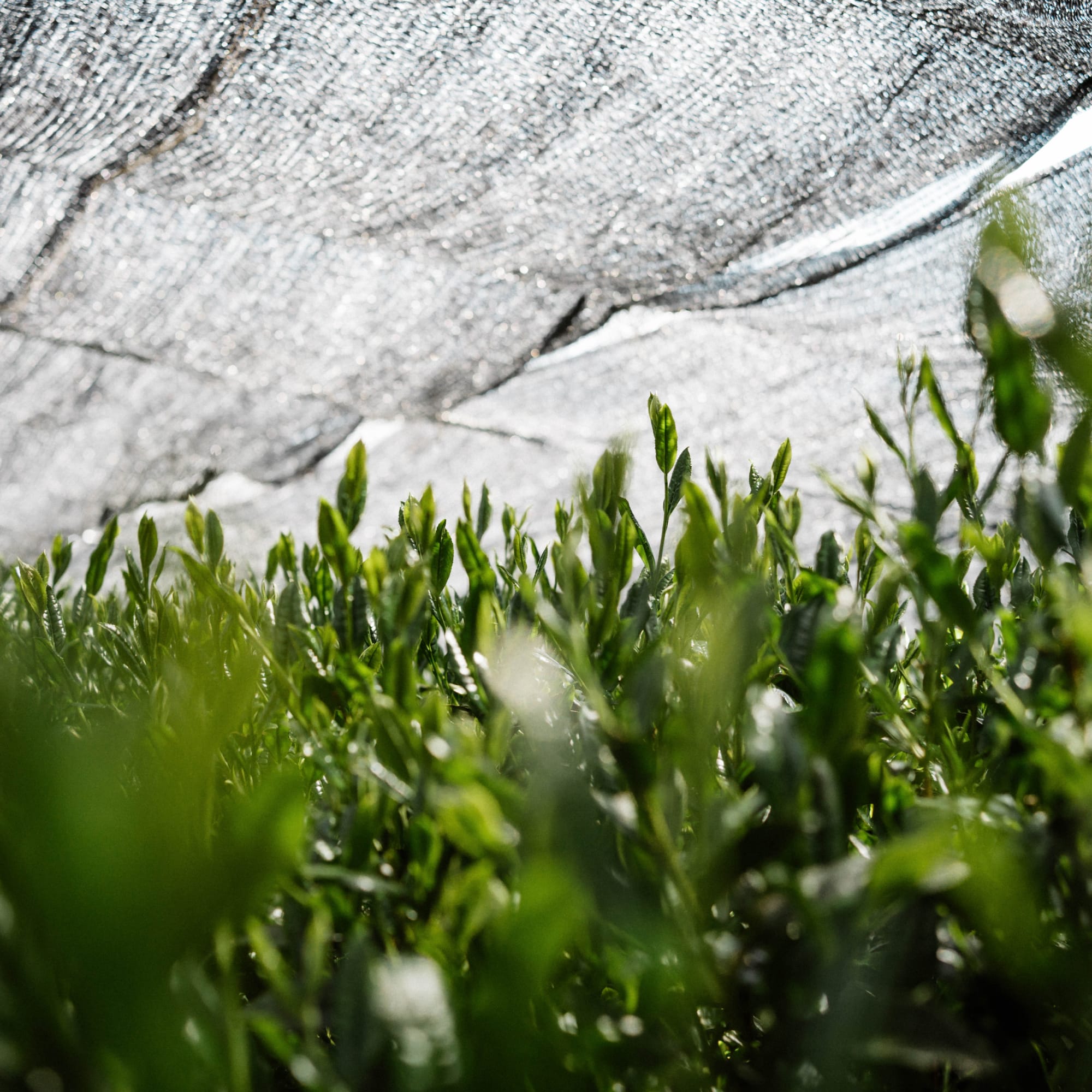 Nahaufnahme von leuchtend grünen Teepflanzen unter einem schützenden Netz.